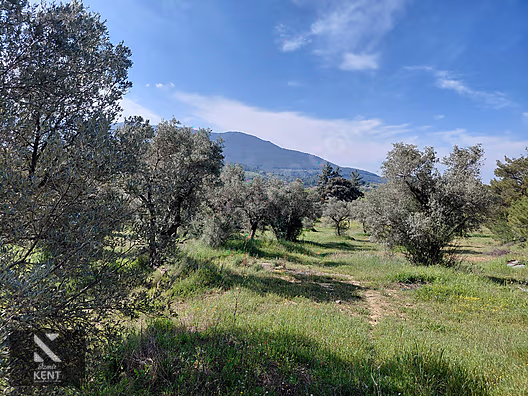 Kemalpaşa Dereköy'de Satılık 4850 m2 Bahçe - İZMİR KEMALPAŞA fotoğraf 44