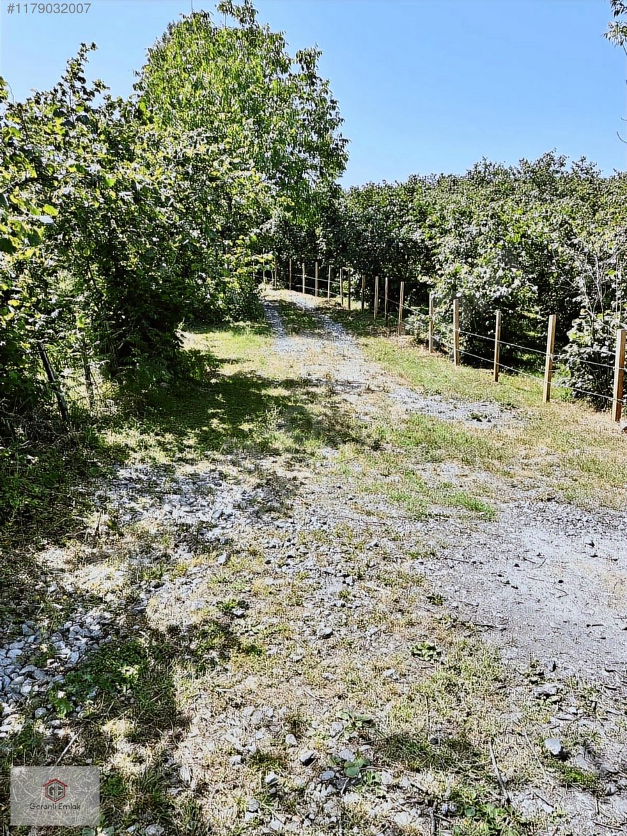 KÖKENLİ KÖYÜNDE 4 DÖNÜM SATILIK FINDIK BAHÇESİ - ORDU ALTINORDU fotoğraf 6