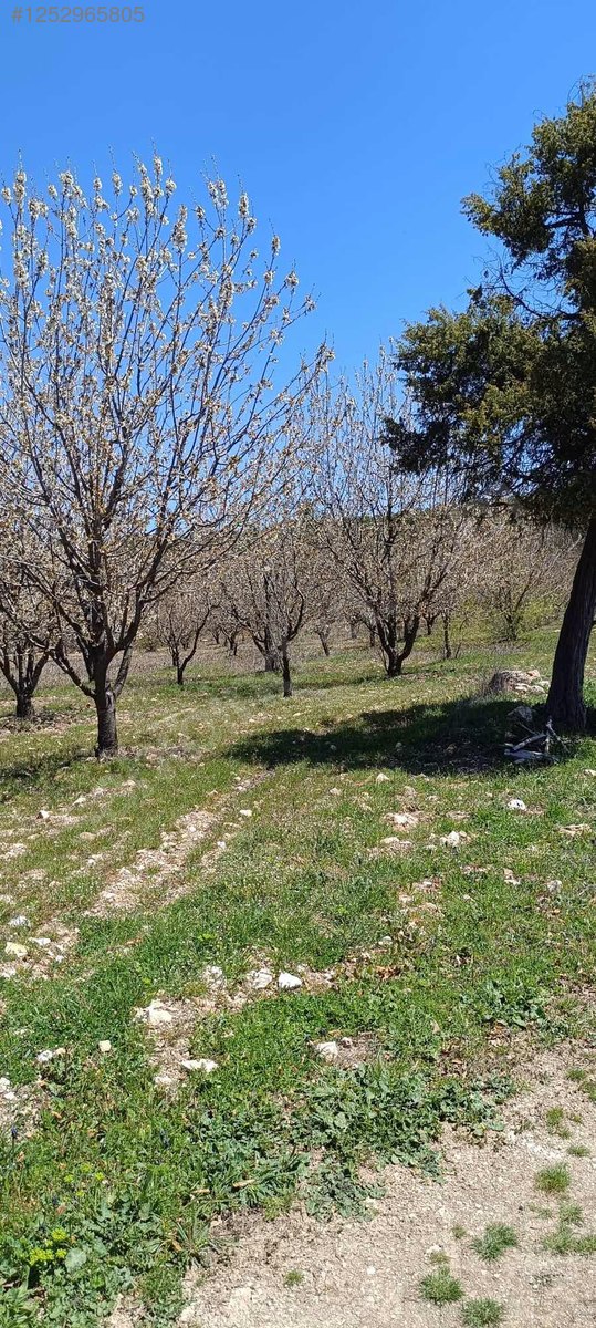 BURSA KELES MENTEŞE KÖYÜNDE  6.297  M² BAĞ SATILIKTIR - BURSA KELES fotoğraf 13