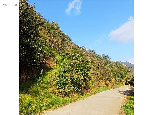 TİREBOLU YALÇ KÖTÜNDE SATILIK İÇİNDE EV OLAN FINDIK BAHÇESİ - GİRESUN TİREBOLU fotoğraf 3