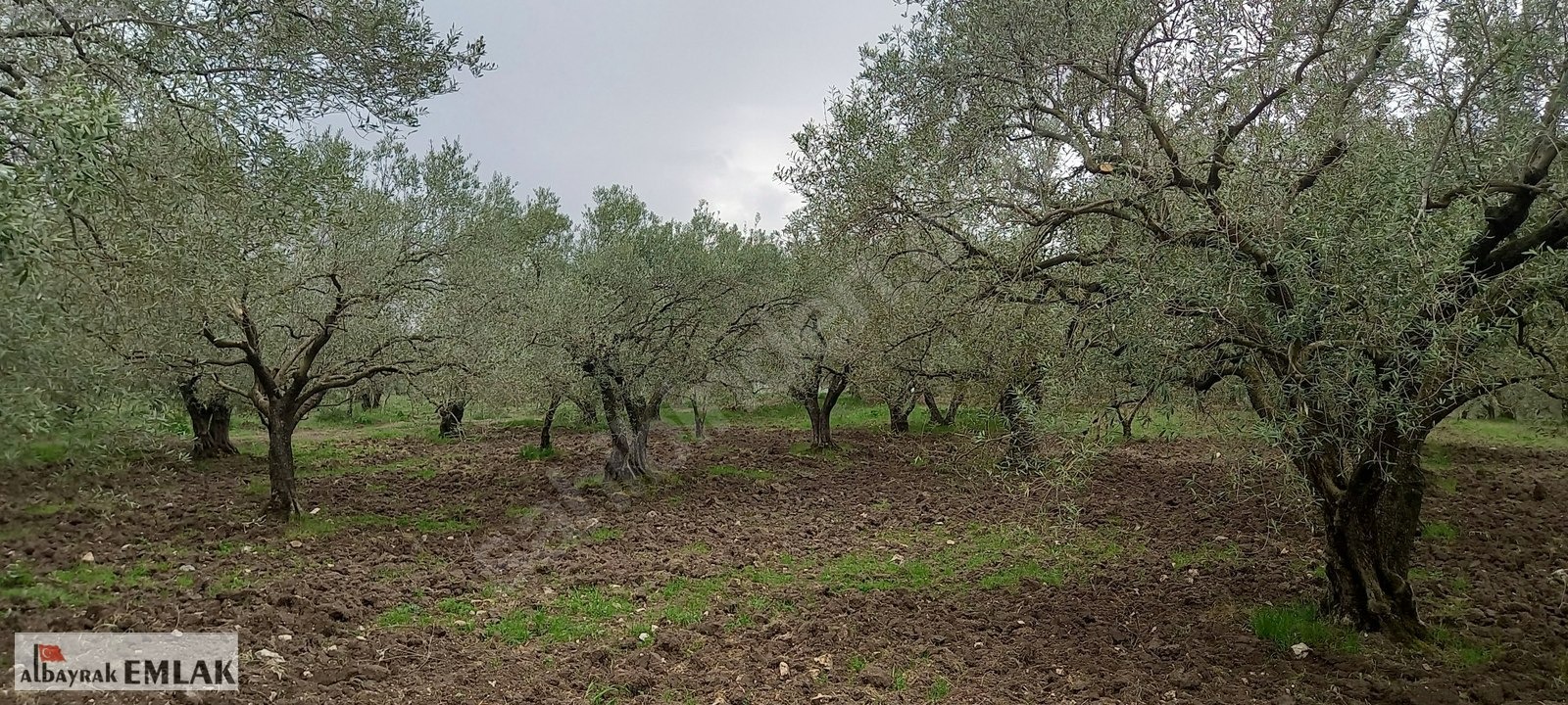 AKHİSAR SAKARKAYA DA ŞOK FİYAT SATILIK 3.850 M2 ZEYTİNLİK - MANİSA AKHİSAR fotoğraf 9