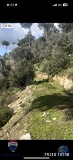 Milas Kızılcayıkık’ta Yol Cepheli 5.221 m² Manzaralı Zeytinlik - MUĞLA MİLAS fotoğraf 2