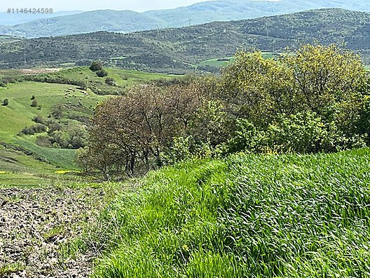BURSA M.KEMALPAŞA KOSOVA 2.680 M² TARLA SATILIKTIR. - BURSA MUSTAFAKEMALPAŞA fotoğraf 4
