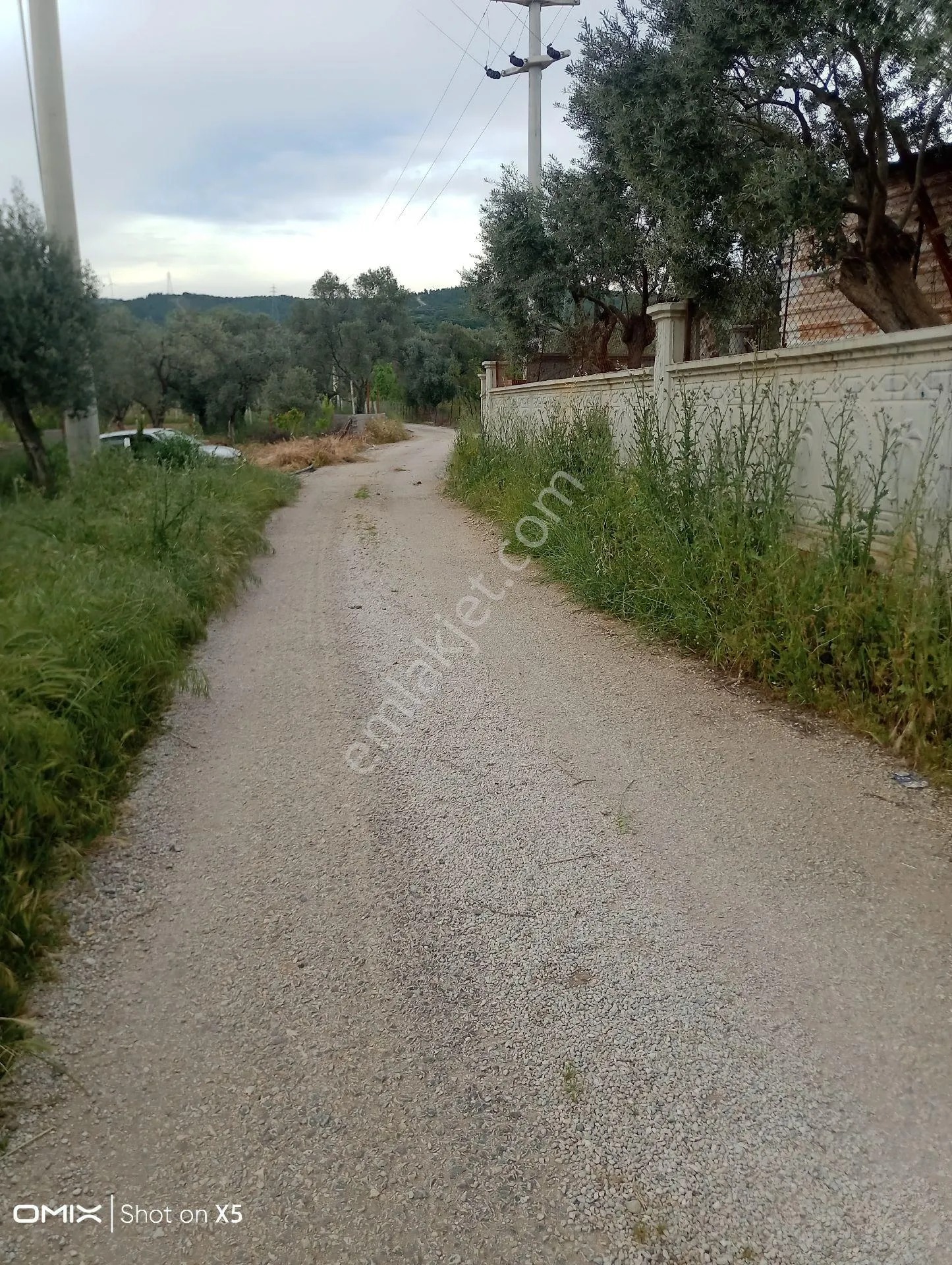 İzmir Torbalı Orman Köyde 2 Dönüm Dümdüz Zeytinlik Satılık - İZMİR TORBALI fotoğraf 10
