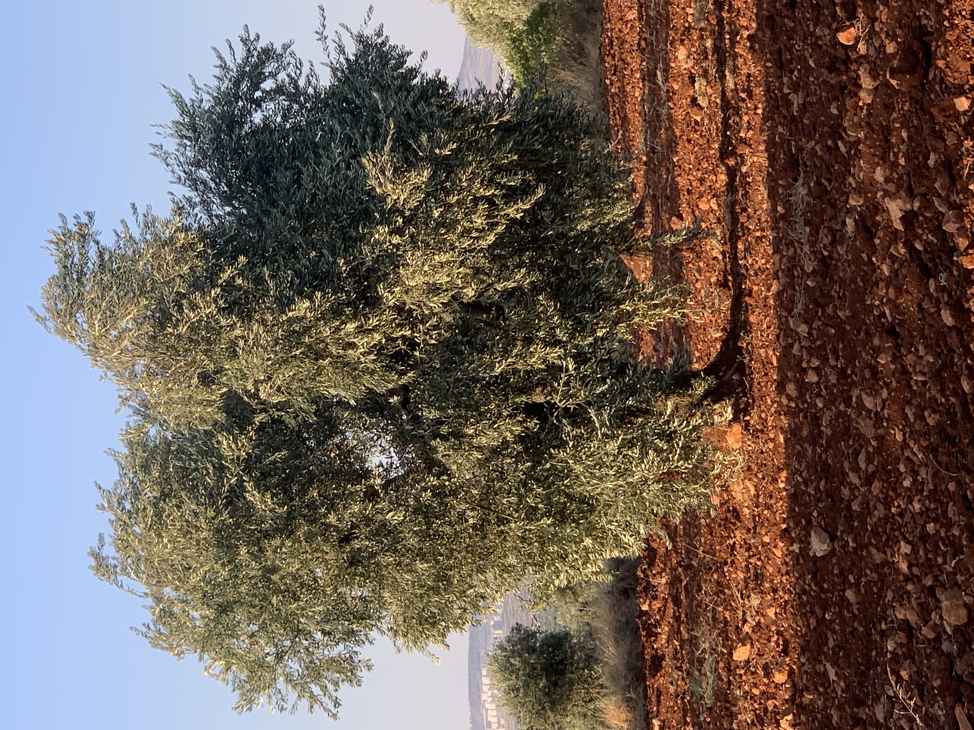 SATILIK ZEYTİNLİK  - KİLİS MERKEZ fotoğraf 11