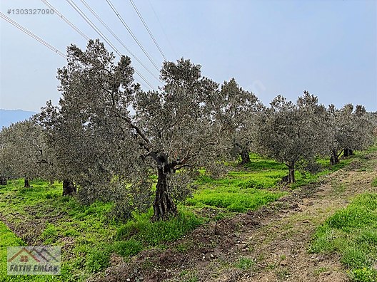 GEMLİK MURATOBA KÖYÜNDE 4695m² SATILIK ZEYTİNLİK - BURSA GEMLİK fotoğraf 16