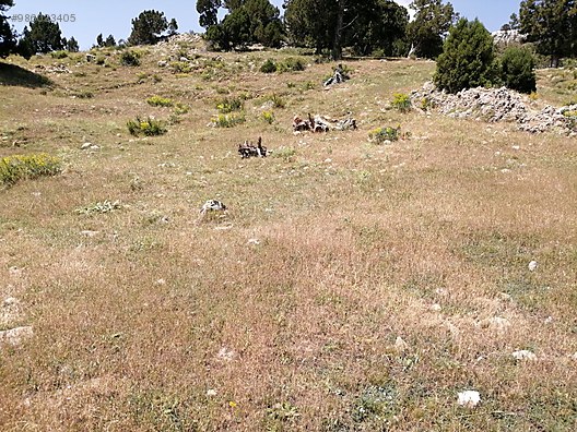 Meyva Bahçesi Yapmaya uygun İmamlı Yaylasında Tarla 1.793 m² ANTALYA ALANYA - ANTALYA ALANYA fotoğraf 4