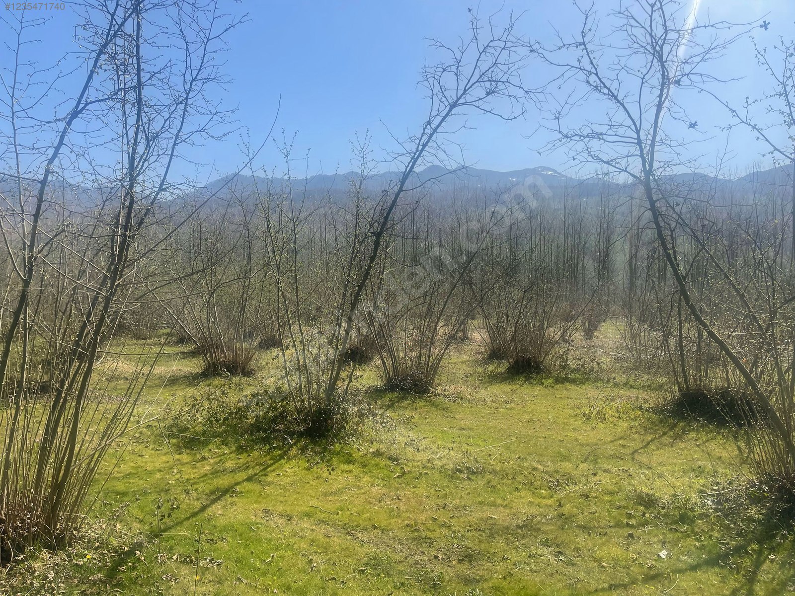 SAKARYA HENDEK ÇAMLICA MAH.( A.ÇARIĞKURU) 11.121 M²  TARLA  SATILIKTIR. - SAKARYA HENDEK fotoğraf 5