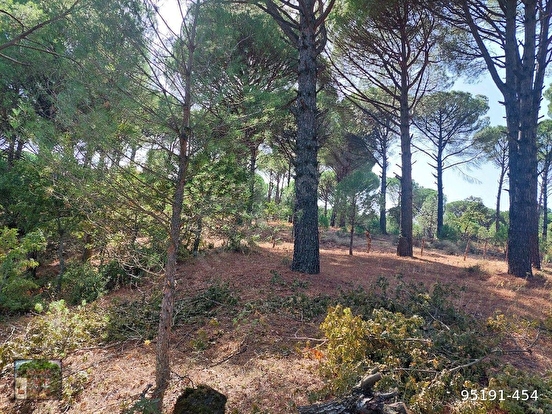 BERGAMA KOZAK KARAVELİLER MAH DE 2100 M2 FISTIKLIK - İZMİR BERGAMA fotoğraf 2