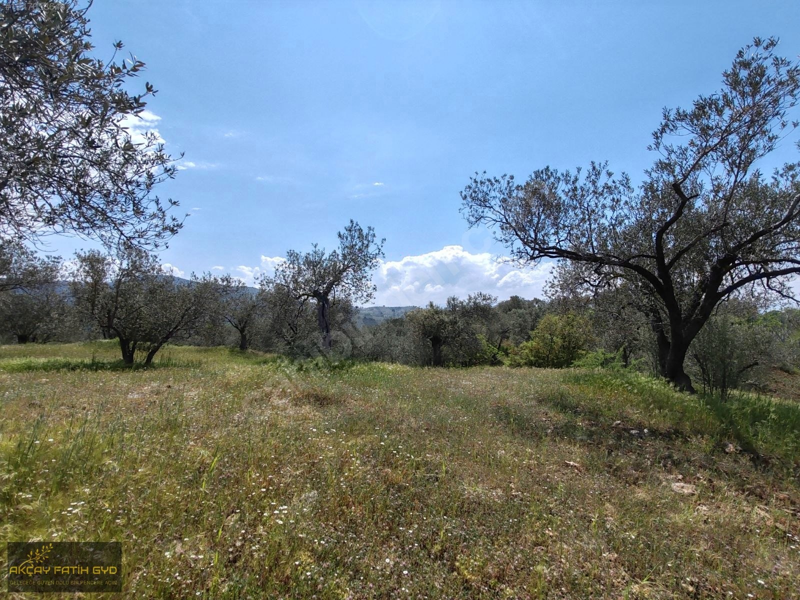 Hacıarslanlar da 3.100m2 SATILIK Kaçmaz Fırsat Zeytinlik - BALIKESİR EDREMİT fotoğraf 26