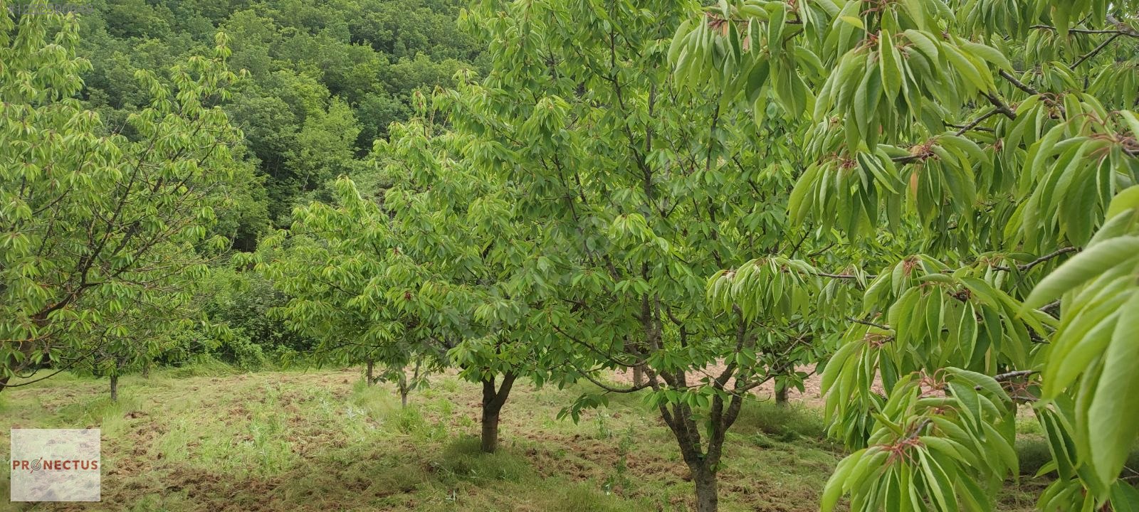 YÖRÜKLER MAHALLESİNDE RESMİ YOLA CEPHE 1186 M2 KİRAZ BAHÇESİ - BURSA İZNİK fotoğraf 5