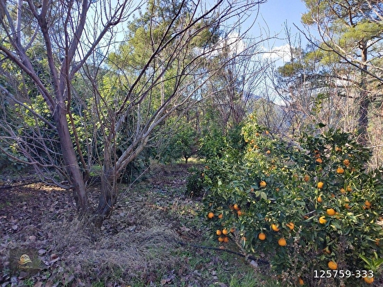ANAMUR KORUCUKTA MÜSTAKİL SATILIK ZEYTİN VE AVOKADO BAHÇESİ - MERSİN ANAMUR fotoğraf 14