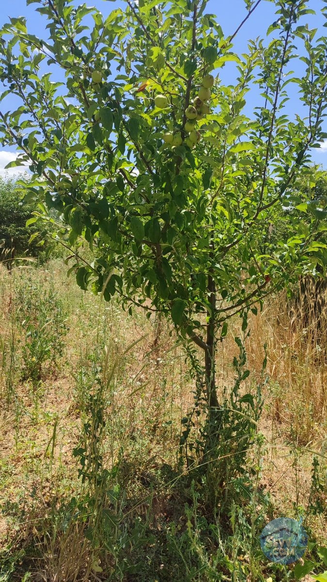Satılık 579m² Meyve Bahçesi (Kütahya/Şaphane Karaağıl Mah.) - Kütahya Şaphane fotoğraf 3