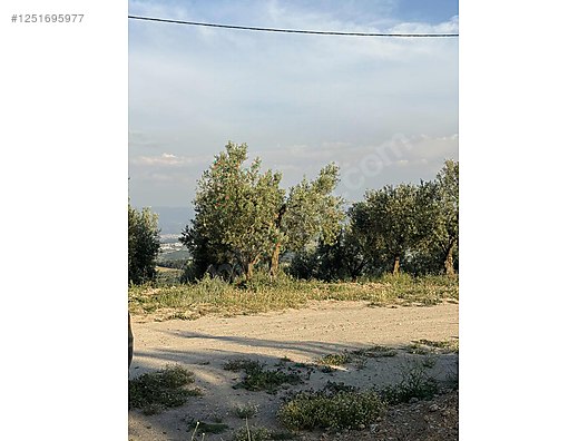 BURSA MUDANYA YAYLACIK KÖYÜNDE YAYLACIK 792 M² ZEYTİNLİK SATILIKTIR. - BURSA MUDANYA fotoğraf 3