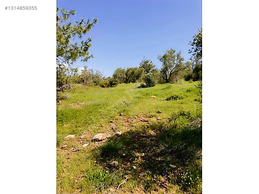 PANORAMİK MANZARALI YATIRIMLIK ZEYTİNLİK - HATAY YAYLADAĞI fotoğraf 18