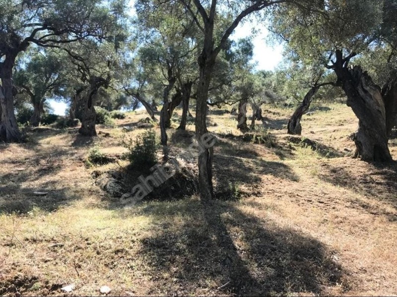 İZMİR BAYINDIR ÇENİKLER  KÖYÜNDE 836 M² ZEYTİNLİK  SATILIKTIR - İZMİR BAYINDIR fotoğraf 6