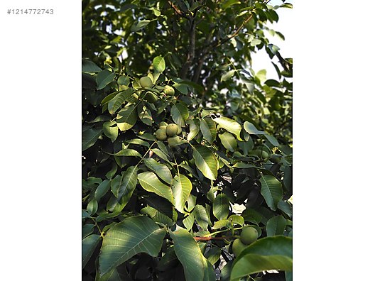 BURSA KARACABEY SUBAŞI KÖYÜNDE 6.000  M² TARLA SATILIKTIR - BURSA KARACABEY fotoğraf 7