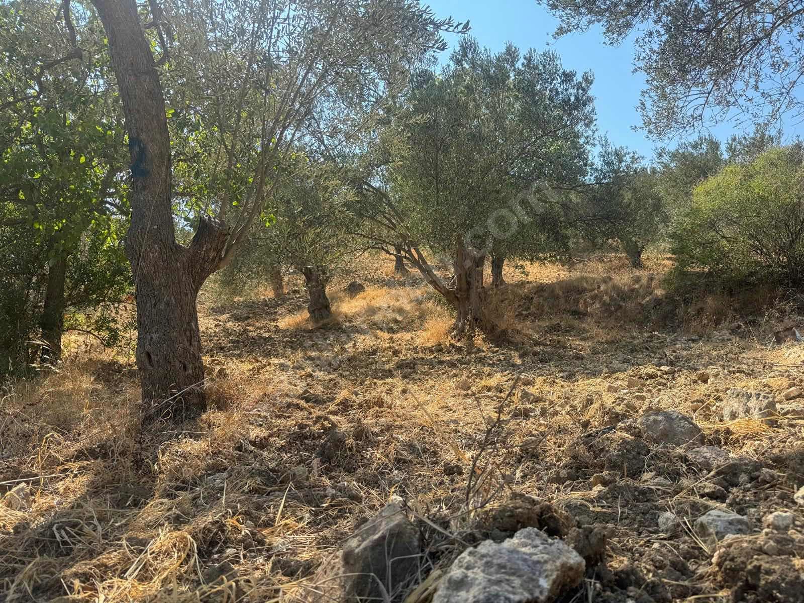 İZMİR ALİAĞA AŞAĞIŞAKRAN MAHALLESİNDE’NDE 8.320 M² ZEYTİNLİK SATILIKTIR - İZMİR ALİAĞA fotoğraf 8