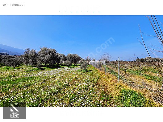 Kemalpaşa Ören Satılık Zeytinlik 1.230 m2 - İZMİR KEMALPAŞA fotoğraf 31