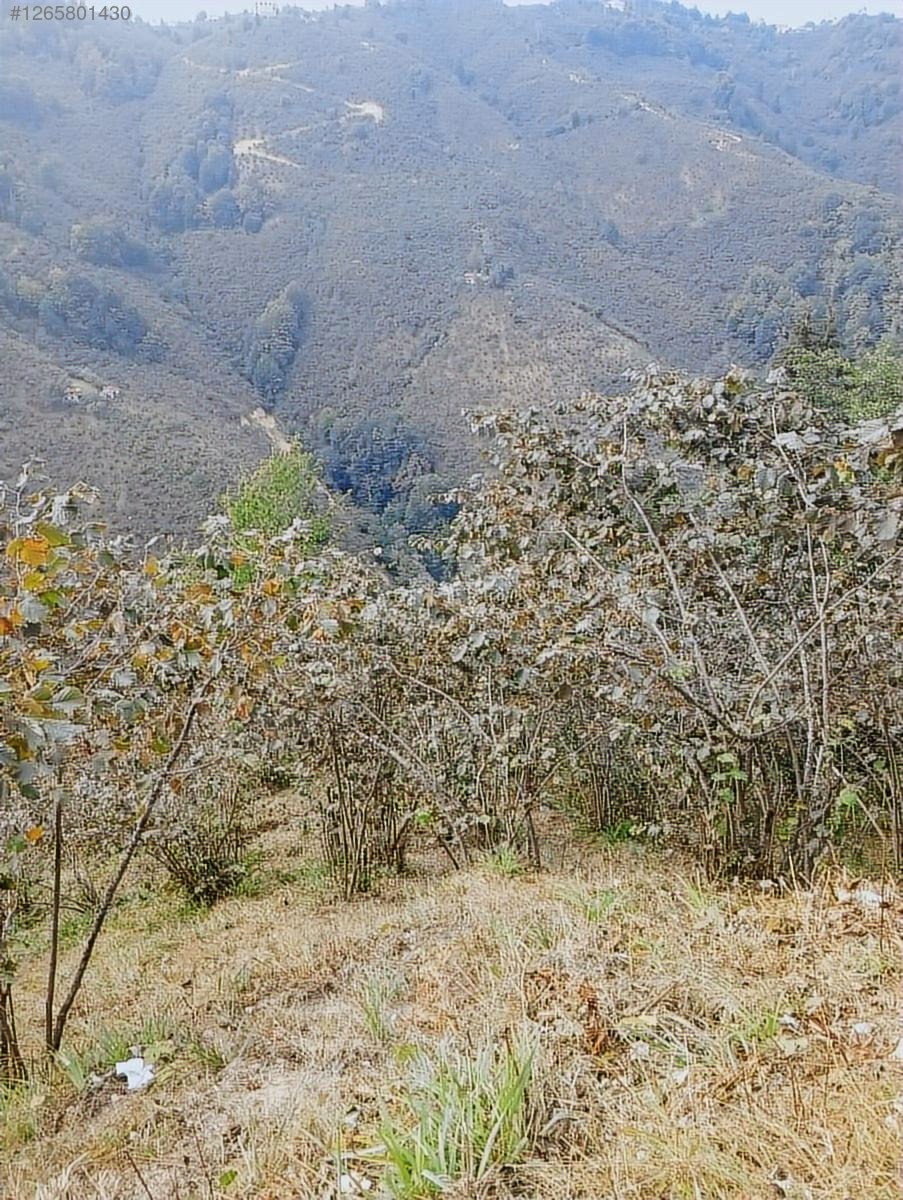 GİRESUN MERKEZ HAMİDİYE KÖYÜ 3.200 M2 SATILIK YOLA SIFIR CEPHE