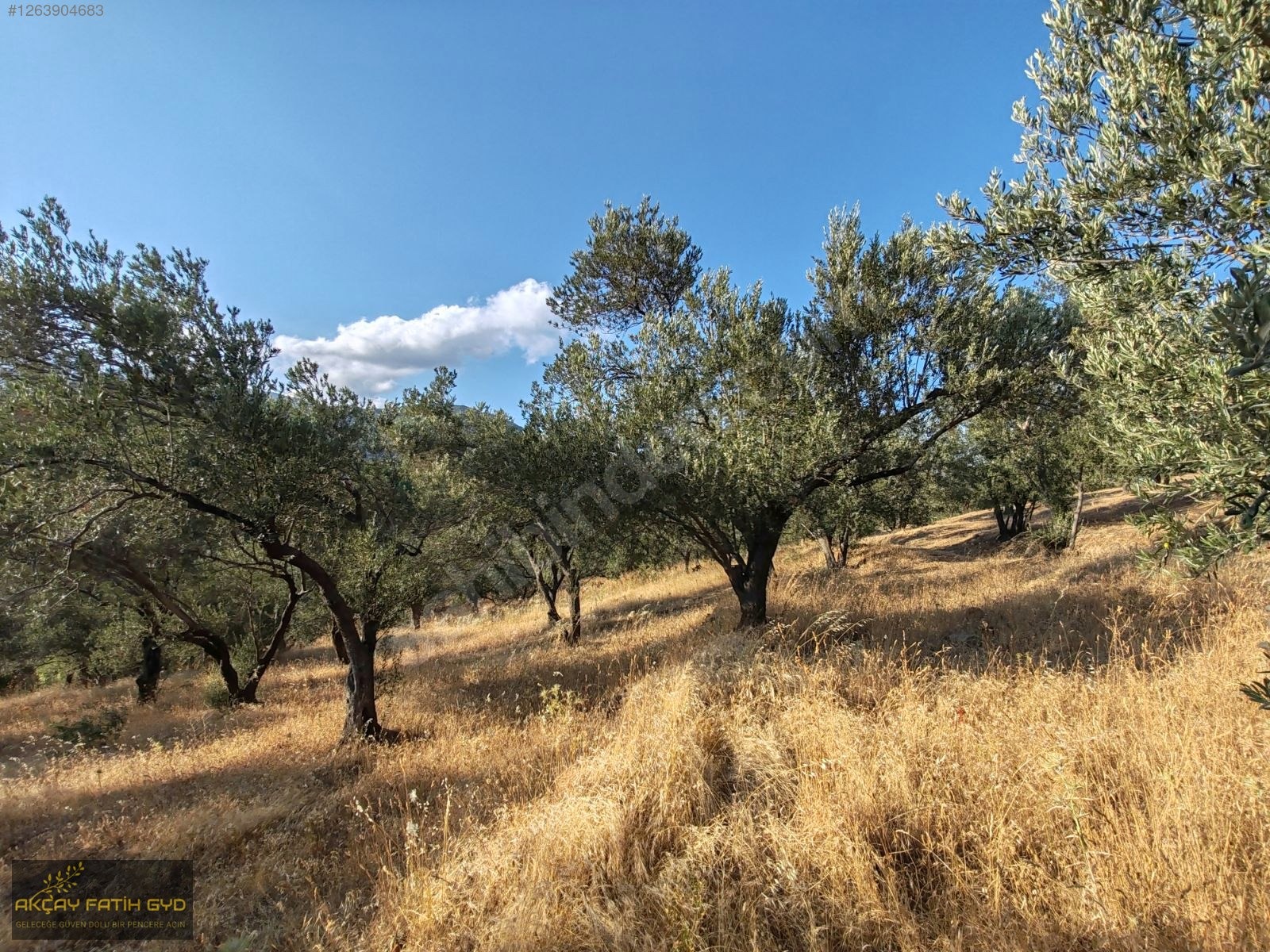 Zeytinli de 8.5 Dönüm SATILIK Zeytinlik - BALIKESİR EDREMİT fotoğraf 24