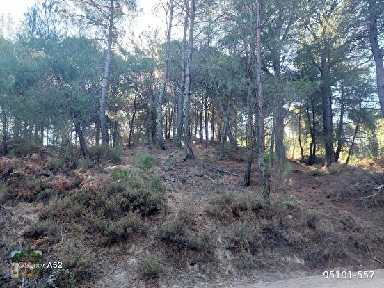 BERGAMA KOZAK YAYLASI YUKARIBEY MAH DE 7850 m2 FISTIKLIK - İZMİR BERGAMA fotoğraf 2