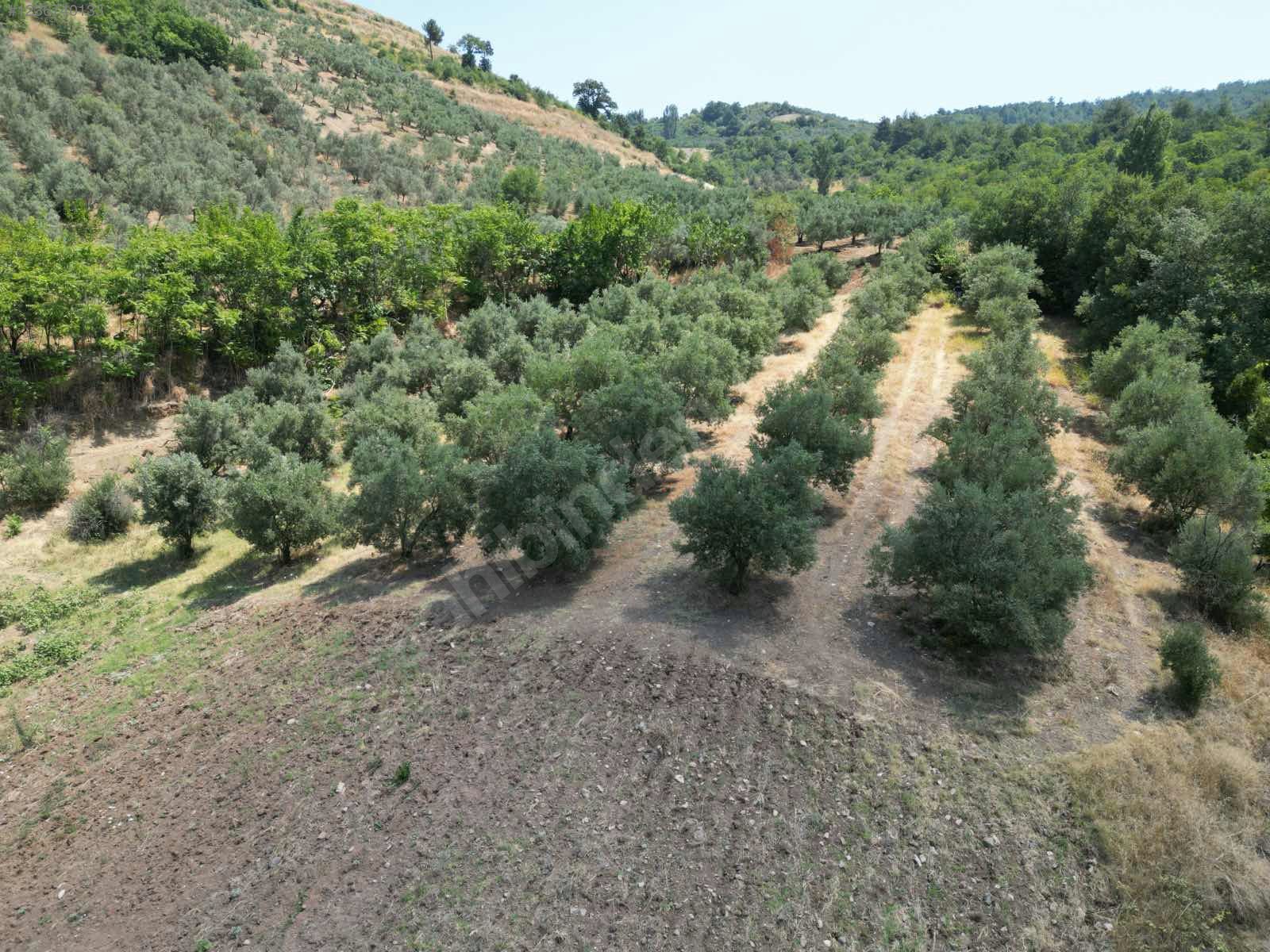 BURSA MUDANYA İPEKYAYLA KÖYÜNDE 2.144 M²  MEYVELİK SATILIKTIR - BURSA MUDANYA fotoğraf 16