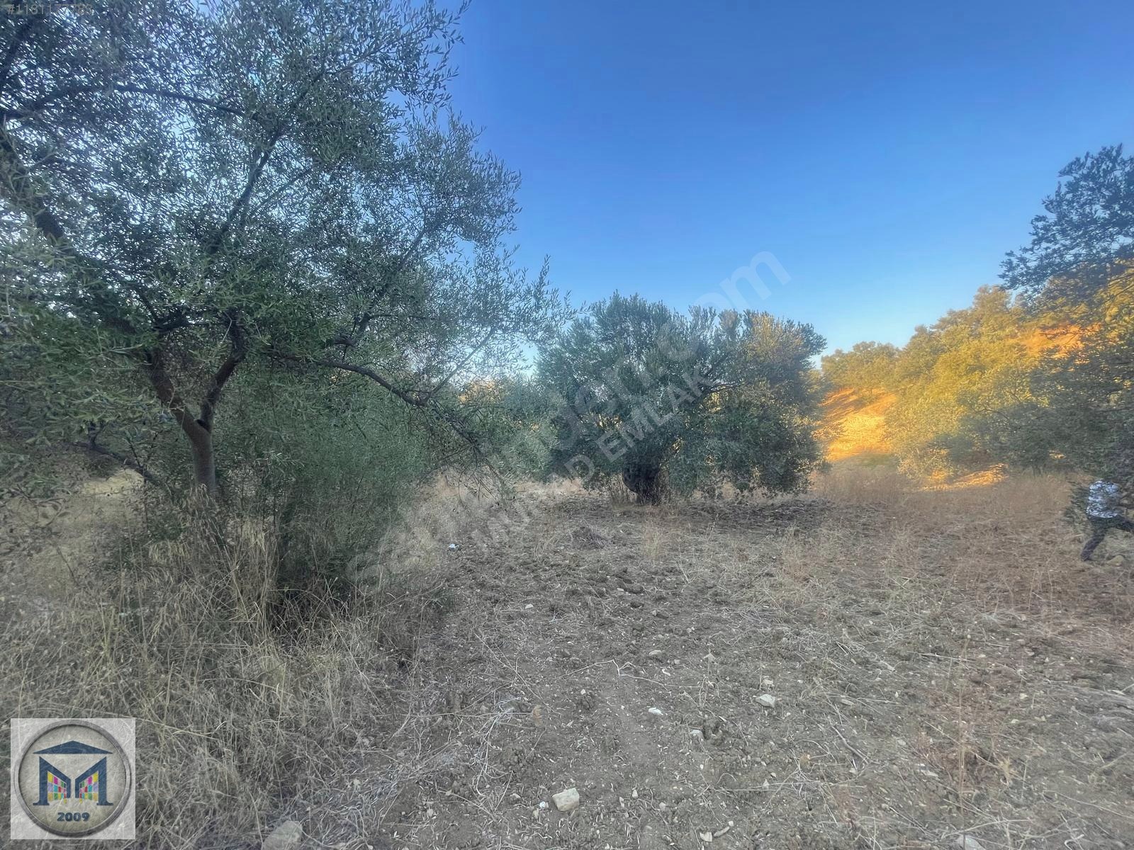 PELİTKÖY SAHİLDE İMARA 650 METRE SATILIK 6.500M2 ZEYTİNLİK - BALIKESİR BURHANİYE fotoğraf 16