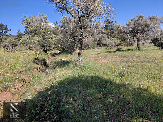 Kemalpaşa Dereköy'de Satılık 4850 m2 Bahçe - İZMİR KEMALPAŞA fotoğraf 34