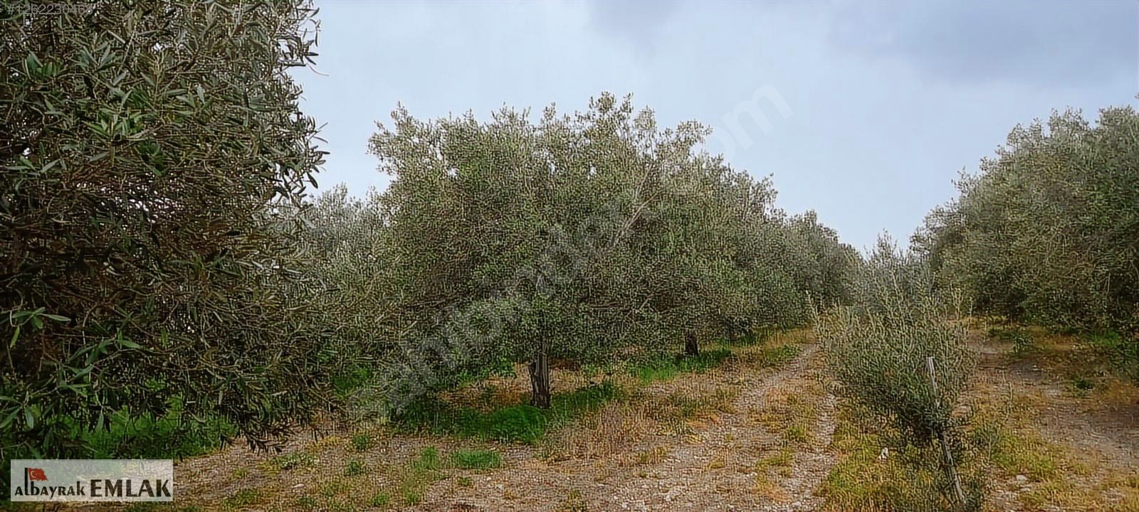 AKHİSAR RAHMİYE DE KÖYE YAKIN 3.DÖNÜM ZEYTİNLİK 1.500.000 TL - MANİSA AKHİSAR fotoğraf 5