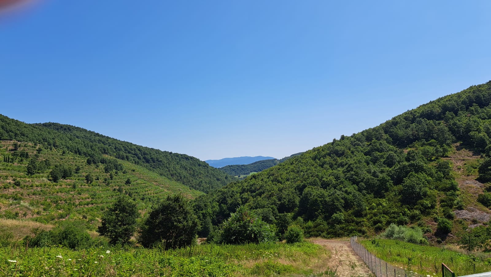 8400 M2 12 YAŞINDA CEVİZ BAHÇESİ - YALOVA ALTINOVA fotoğraf 12