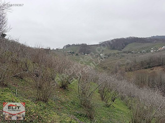 DÜZCE AKÇAKOCA DA EV YAPIMINA UYGUN SATILIK 7.768 M2 FINDIKLIK - DÜZCE AKÇAKOCA fotoğraf 35
