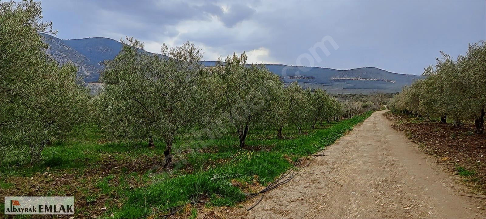 AKHİSAR SAKARKAYA DA SATILIK 18.000 M2 ZEYTİNLİK 6.330.000 TL - MANİSA AKHİSAR fotoğraf 3