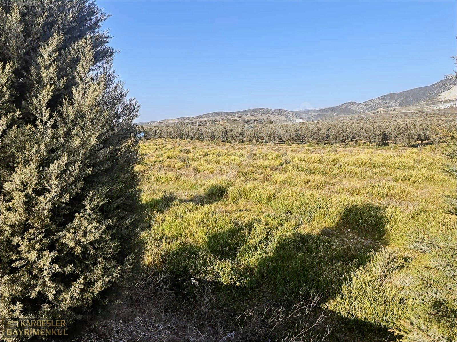 SATILIK GÖLMARMARA SALİHLİ YOLU ÜZERİNDE ASFALT ÜSTÜ ZEYTİNLİK - MANİSA AKHİSAR fotoğraf 3