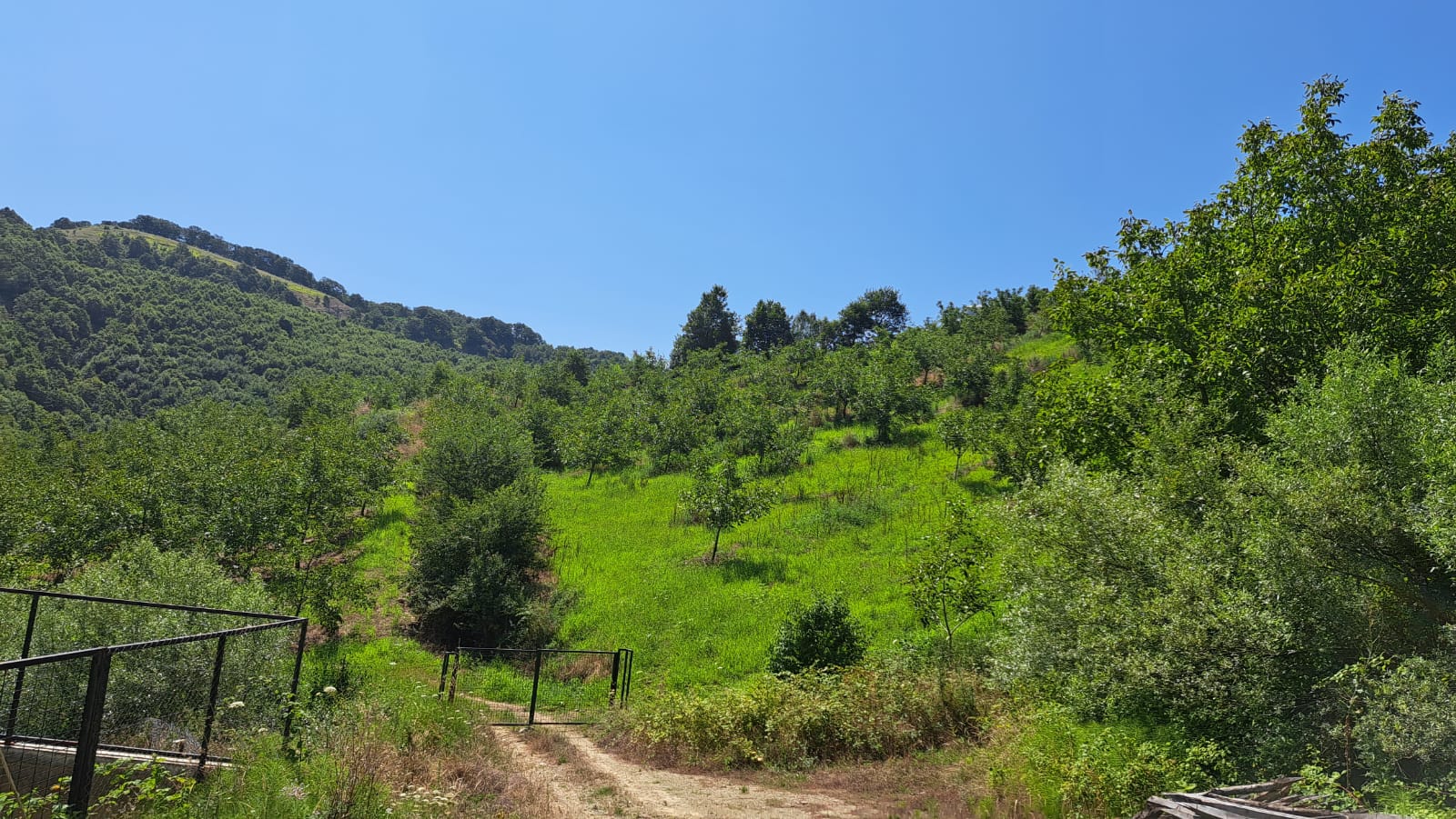 8400 M2 12 YAŞINDA CEVİZ BAHÇESİ - YALOVA ALTINOVA fotoğraf 28