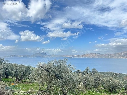PİNARCİKTA FULL BAFA GOLU MANZARALİ YOLU VAR ZEYTİNLİK - MUĞLA MİLAS fotoğraf 2