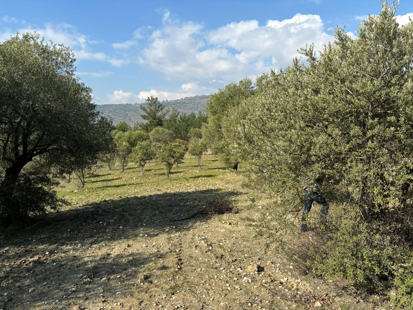 Manisa Şehzadeler Kale Mah. Satılık Zeytinli Tarla - MANİSA ŞEHZADELER fotoğraf 4