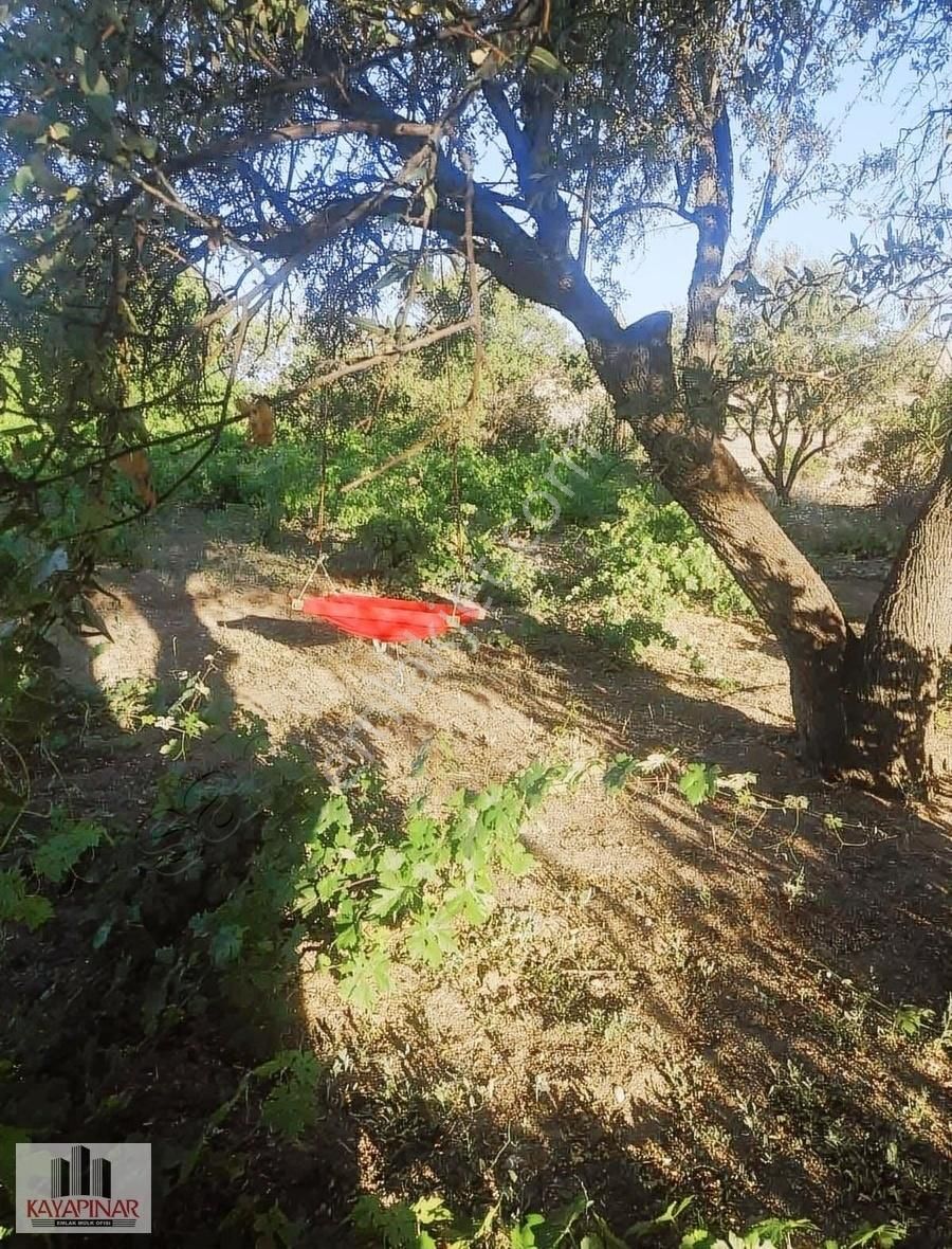 Erkilet Kemerde Görülü Üzüm Bağı - KAYSERİ KOCASİNAN fotoğraf 2
