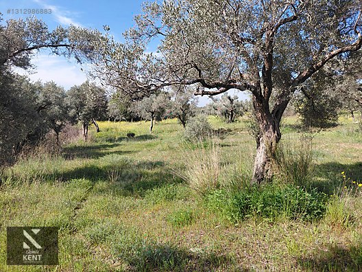Kemalpaşa Dereköy'de Satılık 4850 m2 Bahçe - İZMİR KEMALPAŞA fotoğraf 41