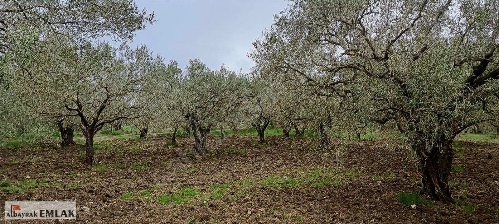AKHİSAR SAKARKAYA DA SATILIK 18.000 M2 ZEYTİNLİK 6.330.000 TL - MANİSA AKHİSAR fotoğraf 13