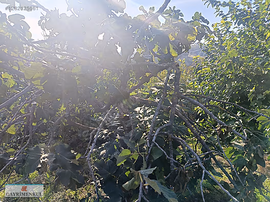 Bursa Mudanya Akköy Köyü'nde Satılık İmarlı Arsa - BURSA MUDANYA fotoğraf 17