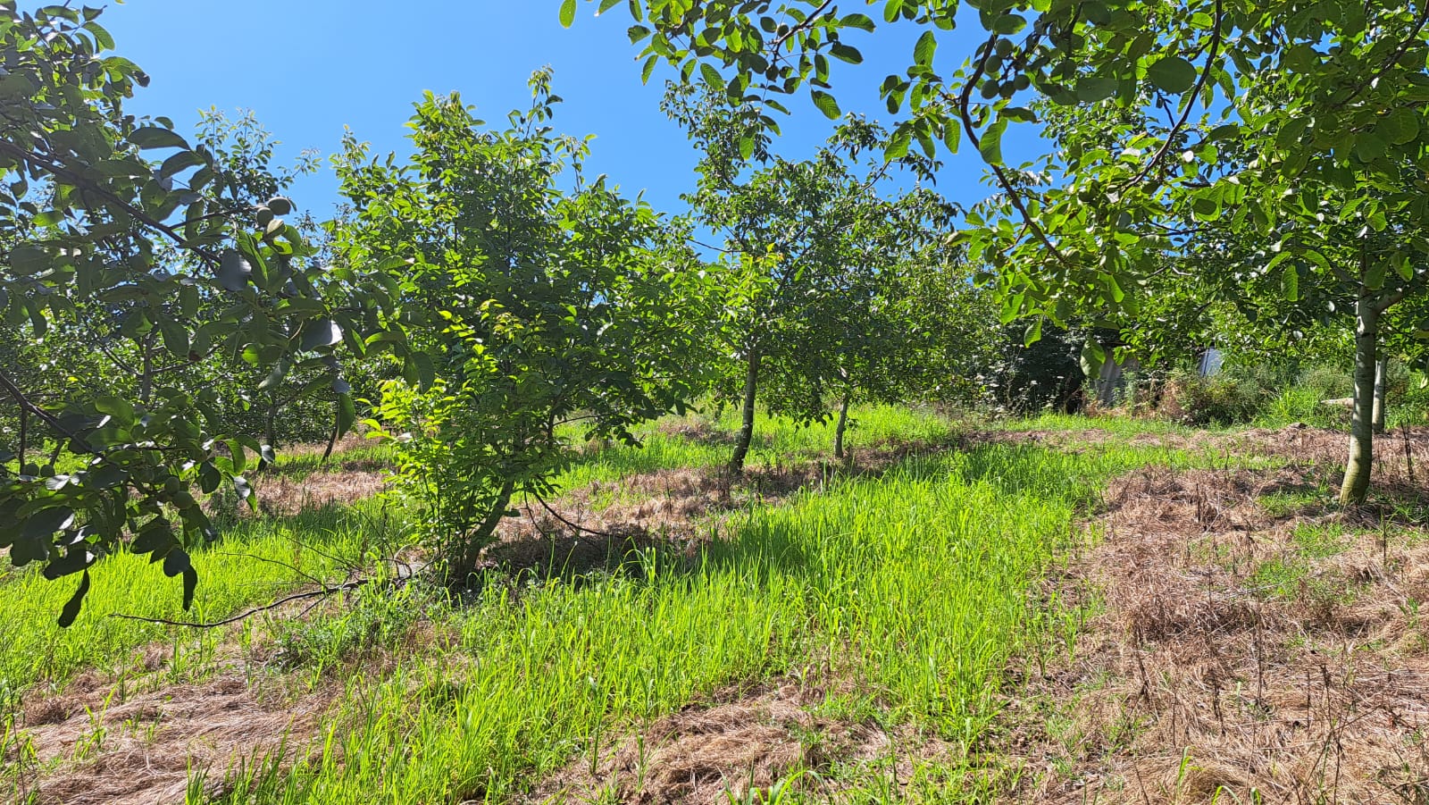 8400 M2 12 YAŞINDA CEVİZ BAHÇESİ - YALOVA ALTINOVA fotoğraf 18