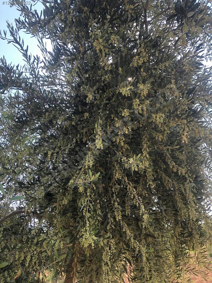 PUSULA EMLAKTAN KARNEBİDE ASFALTA YAKIN 4.6 DÖNÜM 50 AĞAÇ - KİLİS MERKEZ fotoğraf 3