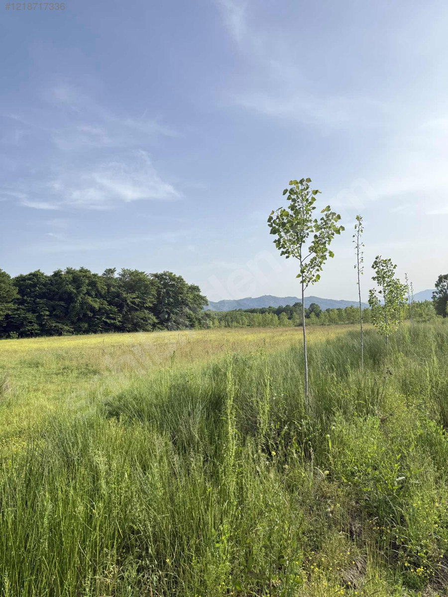 DAİRE FİYATINA 8.352 M2 DÜMDÜZ ÇİFTLİK ARAZİSİ. SATIŞA HAZIR - SAMSUN ÇARŞAMBA fotoğraf 6