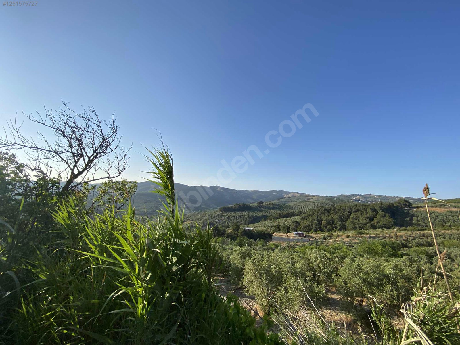 BURSA MUDANYA DEREKÖY KÖYÜNDE 3.673 M² ZETİNLİK SATILIKTIR. - BURSA MUDANYA fotoğraf 16
