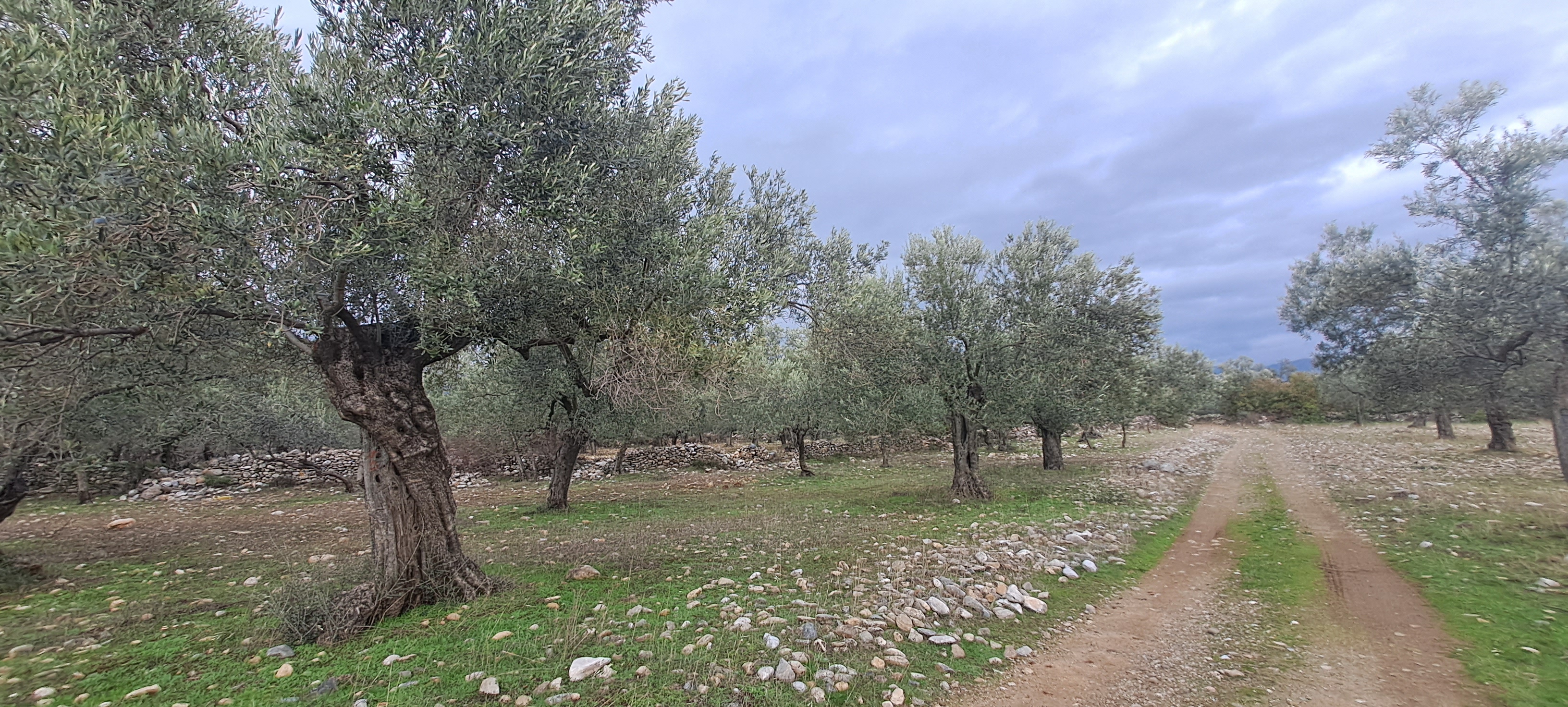 HAKANOĞLU GROUP'TAN EDREMİT ZEYTİNLİ MAH. SATILIK ZEYTİNLİK - BALIKESİR EDREMİT fotoğraf 16