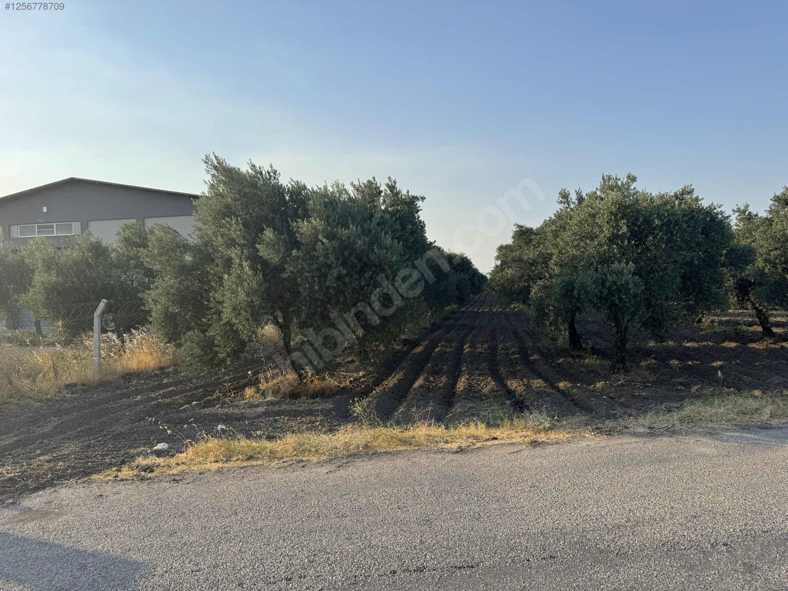DOSTLARDAN BEKİRLER GİRİŞİNDE SATILIK ZEYTİNLİK - MANİSA AKHİSAR fotoğraf 10