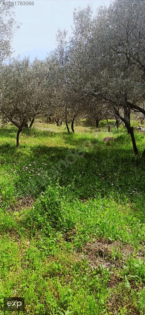 Bayındır Sarıyurtta Anayola Cepheli 1916 m2 Satılık Zeytinlik - İZMİR BAYINDIR fotoğraf 6