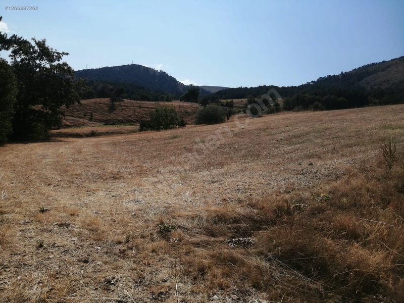 TAŞKESTİ EMLAKTAN 4384 M2 TARLA - BOLU MUDURNU fotoğraf 8