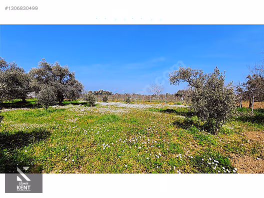 Kemalpaşa Ören Satılık Zeytinlik 1.230 m2 - İZMİR KEMALPAŞA fotoğraf 43